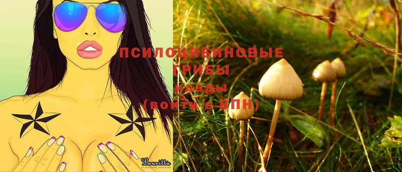 МЕГА вход  Уржум  Галлюциногенные грибы MAGIC MUSHROOMS 